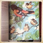 o how i love an oriole