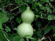 calabash or bottle gourd