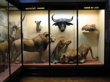 diorama from the Congo National Museum