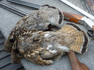 Two distinct ruffs from Grouse Alley. 