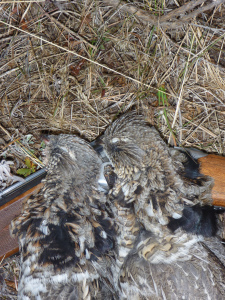 A fine brace of gray-phased ruffs 