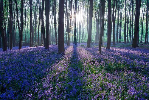 562965_392572387515742_349578942_n