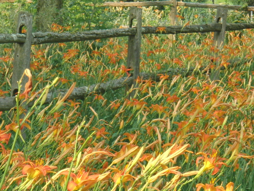 daylilies