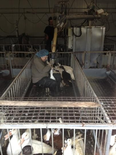 A foie gras farmer feeding her ducks. Photo by Michael Ruhlman.