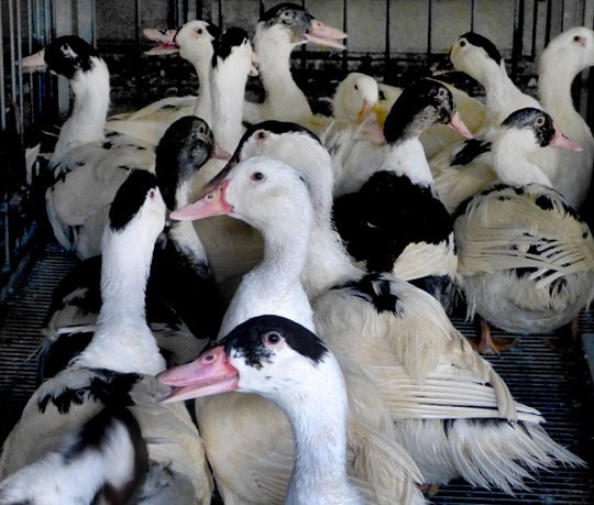Ducks galore