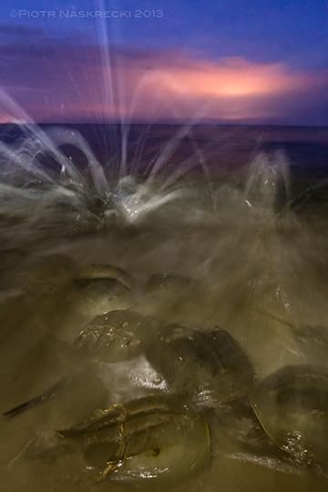 Once I used some fill-in light I was able to capture the true, dynamic character of the scene – waves crashing over the bodies of horseshoe crabs tumbling in the brown waters of the Delaware Bay.