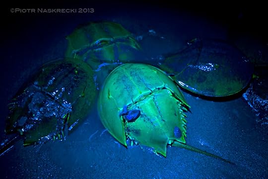 Horseshoe crabs, like some of their distant arachnid cousins, fluoresce under ultraviolet light. A dark, moonless night last weekend was a good opportunity to photograph it.