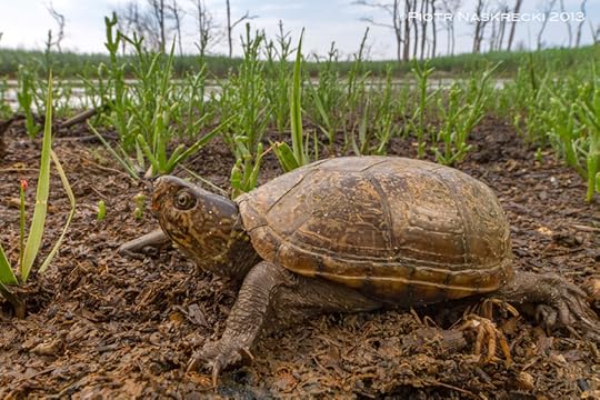 Natural areas surrounding the Delaware Bay are full of amazing creatures. I found this Eastern Mud Turtle (Kinosternon subrubrum) on a country road near the ocean.