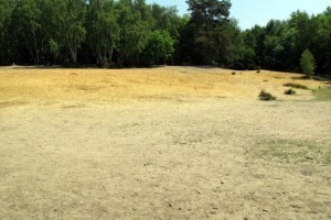 Wells Horsell sandpit