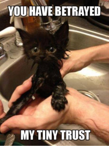 This is the face a kitten makes when writers allow a mistake to be published. (Picture source: it's a meme, it's not mine, thank you interwebs)
