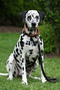 Beautiful dalmatian bitch 