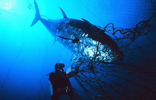 Atlantic bluefin tuna (Thunnus thynnus) ensnared near the mouth of the fish trap. Public Domain. 