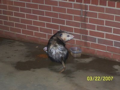 Post image for A Writer’s Norm