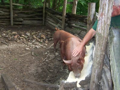 Post image for Silk Purse, or Sow’s Ear?