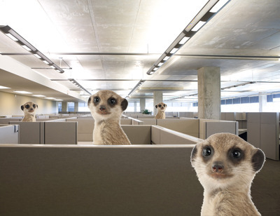 CubicleMeerkats