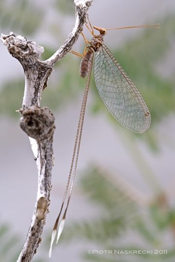 Spoon-winged lacewings (?Nemia sp.) from Richtersveld National Park, South Africa [Canon 1Ds MkII, Canon 100mm macro, 2 x Canon 580EX]