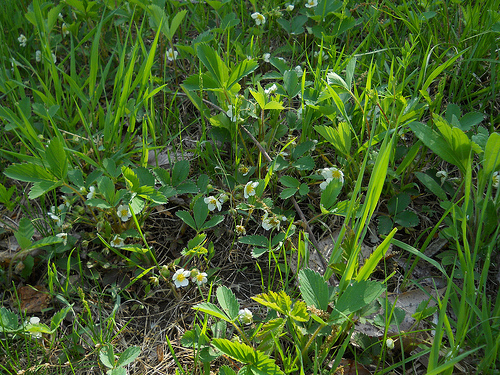 wild strawberries