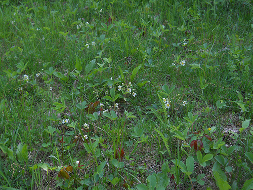 wild strawberries and poison ivy