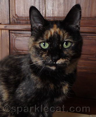 It's like somebody poured several cans of paint on her fur!