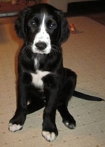 St_Johns_water_dog