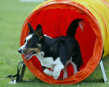 Jean-Luc's joy. Several of us cried over this picture, knowing how far agility brought this boy.