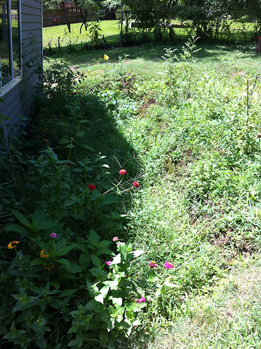 Backyard Jungle: Before