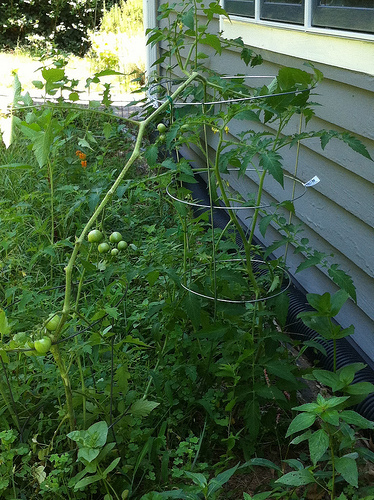 Backyard Jungle: Before