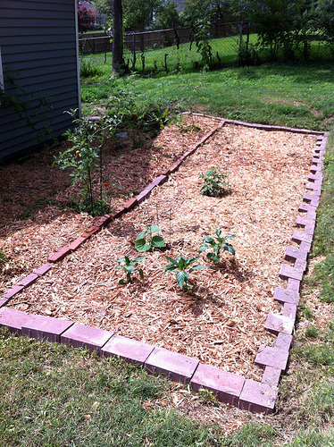 Backyard Jungle: After