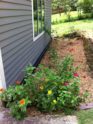Backyard Jungle: After