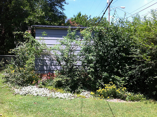 Backyard Jungle: Before