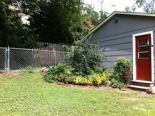 Backyard Jungle: After