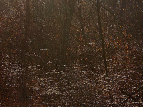 briar spiderweb, sparkling