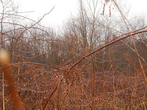 briar wall