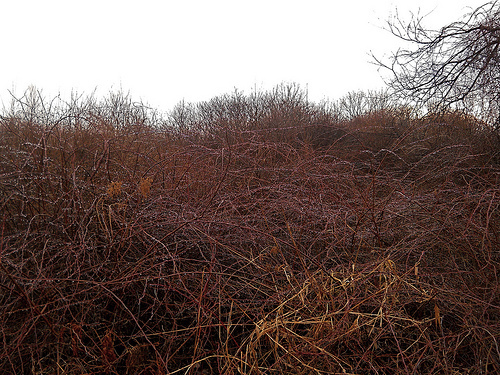 briar wall