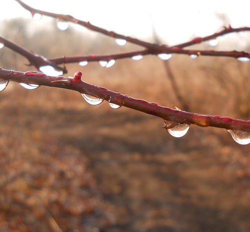 thorn and raindrop