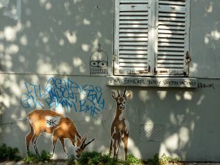 deers