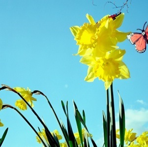 daffodils