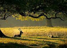 lying.trees