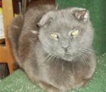 cat lovers, cats, Charles Bukowski