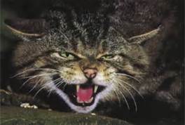 cat lovers, cats, Charles Bukowski