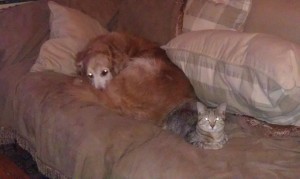 cat lovers, cats, Charles Bukowski