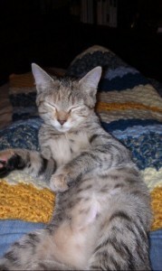 cat lovers, cats, Charles Bukowski