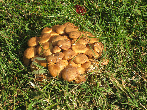 mushrooms