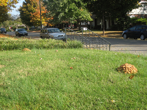 big mounds of mushrooms