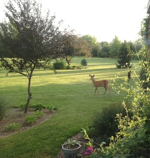 Deer outside my window.