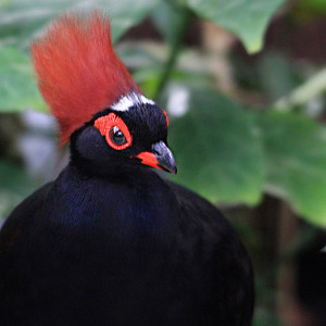 The Crested Partridge