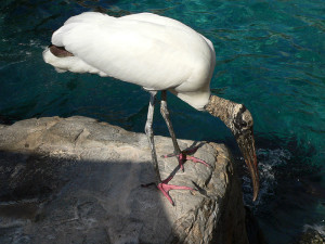 Sea Storks