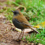 The Thrush