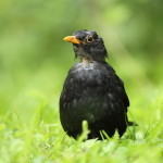 The Blackbird