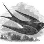 Swallow